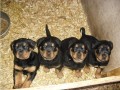 rottweiler-small-0