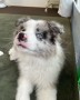 hermosos-de-border-collie-small-0