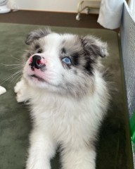 Hermosos de Border Collie,