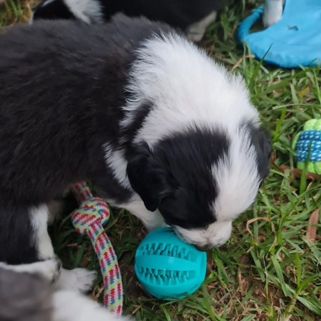 hermosos-de-border-collie-big-1