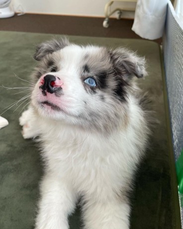 hermosos-de-border-collie-big-0