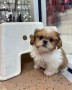 hermosos-shih-tzu-small-0