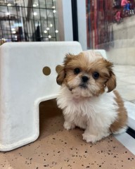 Hermosos Shih Tzu