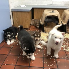 De husky siberiano.