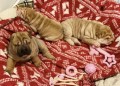 beautiful-sharpei-small-2