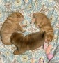 beautiful-sharpei-small-0