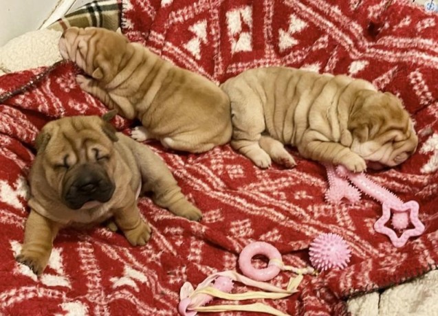 beautiful-sharpei-big-2