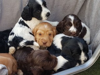 Cocker Spaniel.