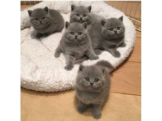 EspañolBonitos gatitos británicos de pelo corto