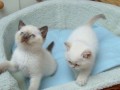 beautiful-ragdoll-kittens-small-0