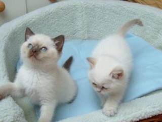 Beautiful Ragdoll Kittens -