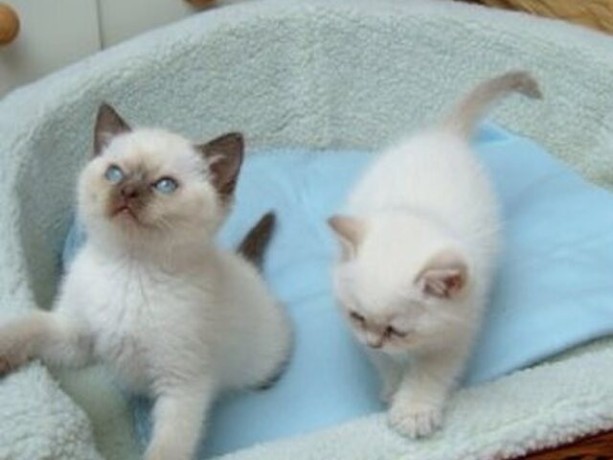 beautiful-ragdoll-kittens-big-0