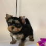 regalo-cachorro-mini-de-yorkshire-terrier-para-adopcion-small-0