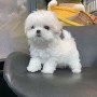 regalo-cachorro-de-bichon-maltes-mini-toy-para-adopcion-small-0