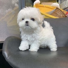 REGALO cachorro de Bichon Maltes Mini Toy Para Adopcion