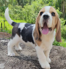 REGALO cachorro de Beagle Para Adopcion