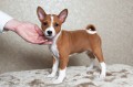 basenji-disponibles-en-adopcion-small-0