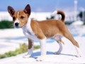 basenji-disponibles-en-adopcion-small-0