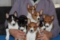 basenji-disponibles-en-adopcion-small-0