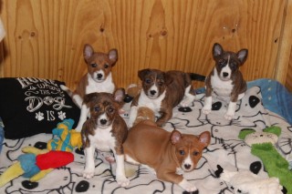 BASENJI  DISPONIBLES EN ADOPCION