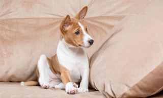 BASENJI  DISPONIBLES EN ADOPCION