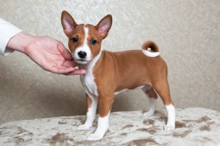 BASENJI  DISPONIBLES EN ADOPCION