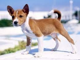 BASENJI  DISPONIBLES EN ADOPCION