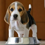 regalo-cachorro-de-beagle-para-adopcion-small-0