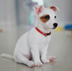 Regalo cachorro de jack russell en adopción