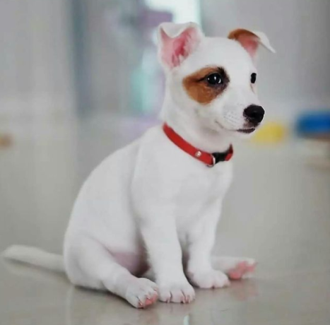 regalo-cachorro-de-jack-russell-en-adopcion-big-0