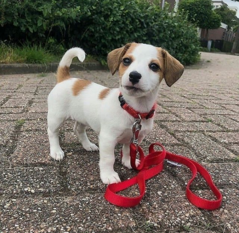 regalo-cachorro-de-jack-russell-en-adopcion-big-0