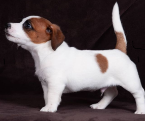 Regalo cachorro de jack russell en adopción