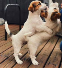 Regalo cachorro de jack russell en adopción