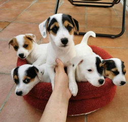 Regalo cachorro de jack russell en adopción