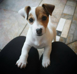 Regalo cachorro de jack russell en adopción