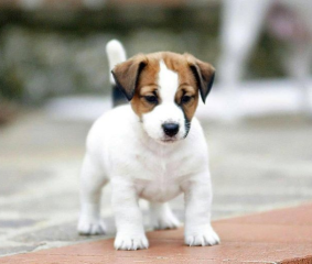 Regalo cachorro de jack russell en adopción