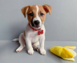 regalo-cachorro-de-jack-russell-en-adopcion-small-0