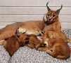 hermosos-gatitos-caracal-disponibles-small-0