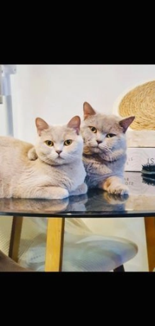 gatitos-machos-british-shorthair-trasero-azul-big-1