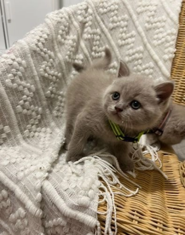 gatitos-machos-british-shorthair-trasero-azul-big-3