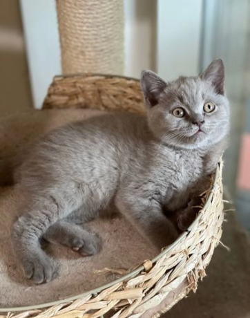 gatitos-machos-british-shorthair-trasero-azul-big-0