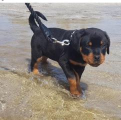 REGALO CACHORRO DE ROTTWEILER PARA ADOPCION