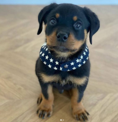 REGALO CACHORRO DE ROTTWEILER PARA ADOPCION