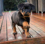 regalo-cachorro-de-rottweiler-para-adopcion-small-0