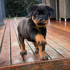 REGALO CACHORRO DE ROTTWEILER PARA ADOPCION