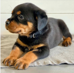 REGALO CACHORRO DE ROTTWEILER PARA ADOPCION