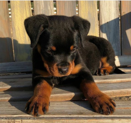 REGALO CACHORRO DE ROTTWEILER PARA ADOPCION