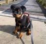 regalo-cachorro-de-rottweiler-para-adopcion-small-0