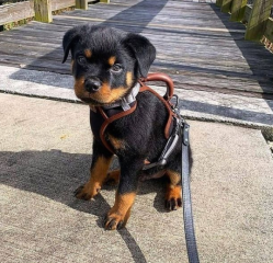 REGALO CACHORRO DE ROTTWEILER PARA ADOPCION