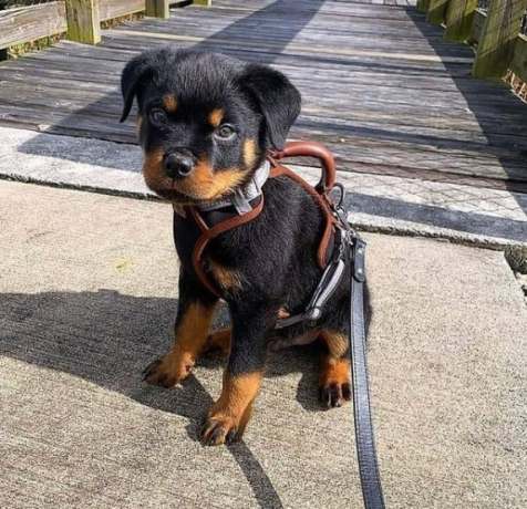 regalo-cachorro-de-rottweiler-para-adopcion-big-0